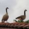 Canada Geese on Rooftop