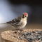 Remarkable Redpoll of the Arctic and Boreal Forests!