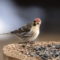 A Blessing from the Arctic Tundra: Common Redpoll