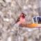 Purple finch at feeder.