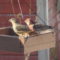 House finches in the sunshine