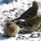 three goldfinches