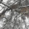 Mourning Doves during ice storm
