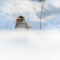 White-throated Sparrow in Fresh Snow