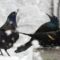 Grackle confrontation in the snow