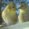 Goldfinches on Valentine’s Day