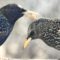 The last of my Starling trilogy showing the blue at the base of the left bird’s  beak that indicates he is a male.