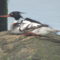 Merganser Taking a Time Out