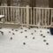 Tons of Juncos and American Goldfinch