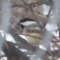 Black-Capped Chickadee in bush