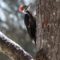 Female Pileated Woodpecker with a White-breasted Nuthatch