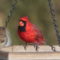 Colorful Cardinal!