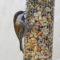 Chestnut-backed Chickadees enjoying their new peanut feeder