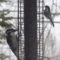Hairy Woodpecker and Black Capped Chickadee