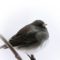 Tiny flakes on a Junco