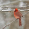 Handsome Northern Cardinal in snowstorm