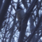Black-Capped Chickadee on branch