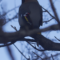 Bohemian Waxwing on branch