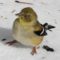 Goldfinch with eye problem