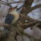 Woodpeckers in January