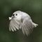 Tufted Titmouse Take=out