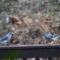 Bluejays thinking which peanut to pick