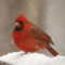 Cardinal male on snowy ledge
