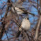 Tufted Titmouse Pair