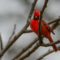 Cardinal Dressed in Red