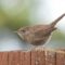 Warblers and Wrens
