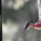 Ruby Throated Hummingbird Seen Daily/Year Round