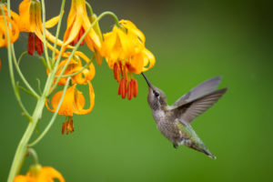 A stocky, metallic green hummingbird with a straight bill hovers under a yellow flower as it drinks the flower's nectar.