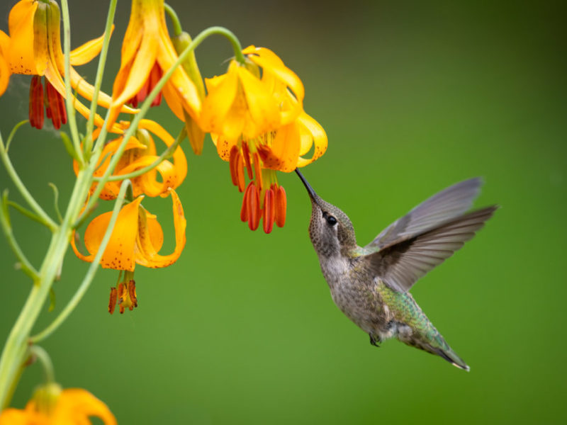 A stocky, metallic green hummingbird with a straight bill hovers under a yellow flower as it drinks the flower's nectar.