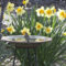 American Goldfinch & Daffodils