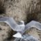 Ring-bill Gull wingspan