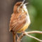 Carolina Wren singing his heart out on a rainy afternoon