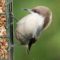 Slightly different stance for a Brown-headed Nuthatch