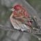 First Spring Purple Finch Spotted!