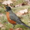 American Robins have arrived!  What a welcomed sight!