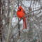 Cardinal sitting pretty with spring snow