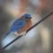 Eastern Blue Birds spend the winter