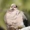 Mourning Dove Snoozing