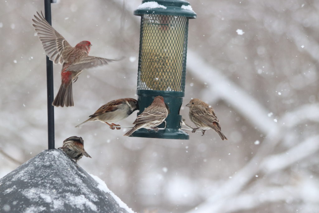 Flying Finches - FeederWatch