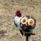 Red Headed Woodpecker enjoying a special treat