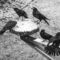 Five Crows at the Feeder