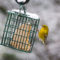 Pine Warblers in Snow