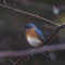 Bluebirds welcome spring
