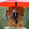 Downey woodpeckers