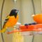 Early Baltimore Oriole