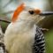 Female Red-bellied Woodpecker is ready for her close-up!
